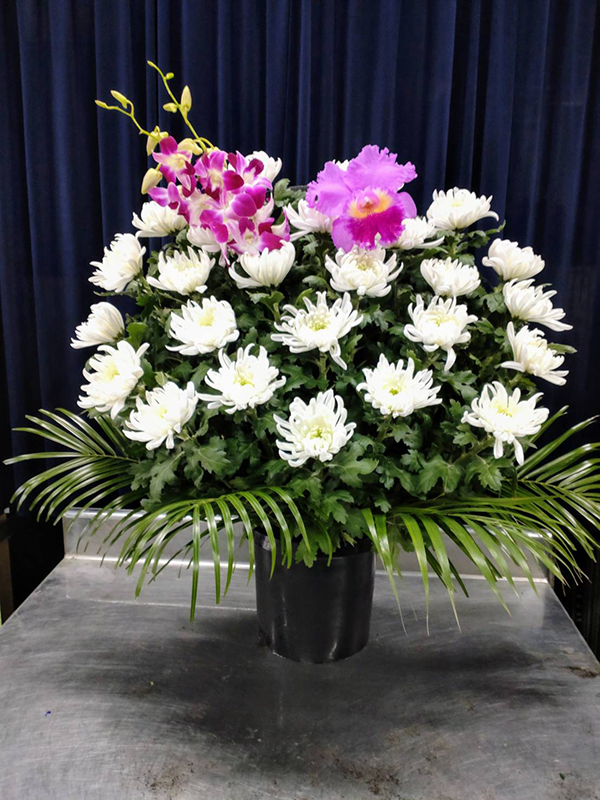 菊(山札) 菊(山札)